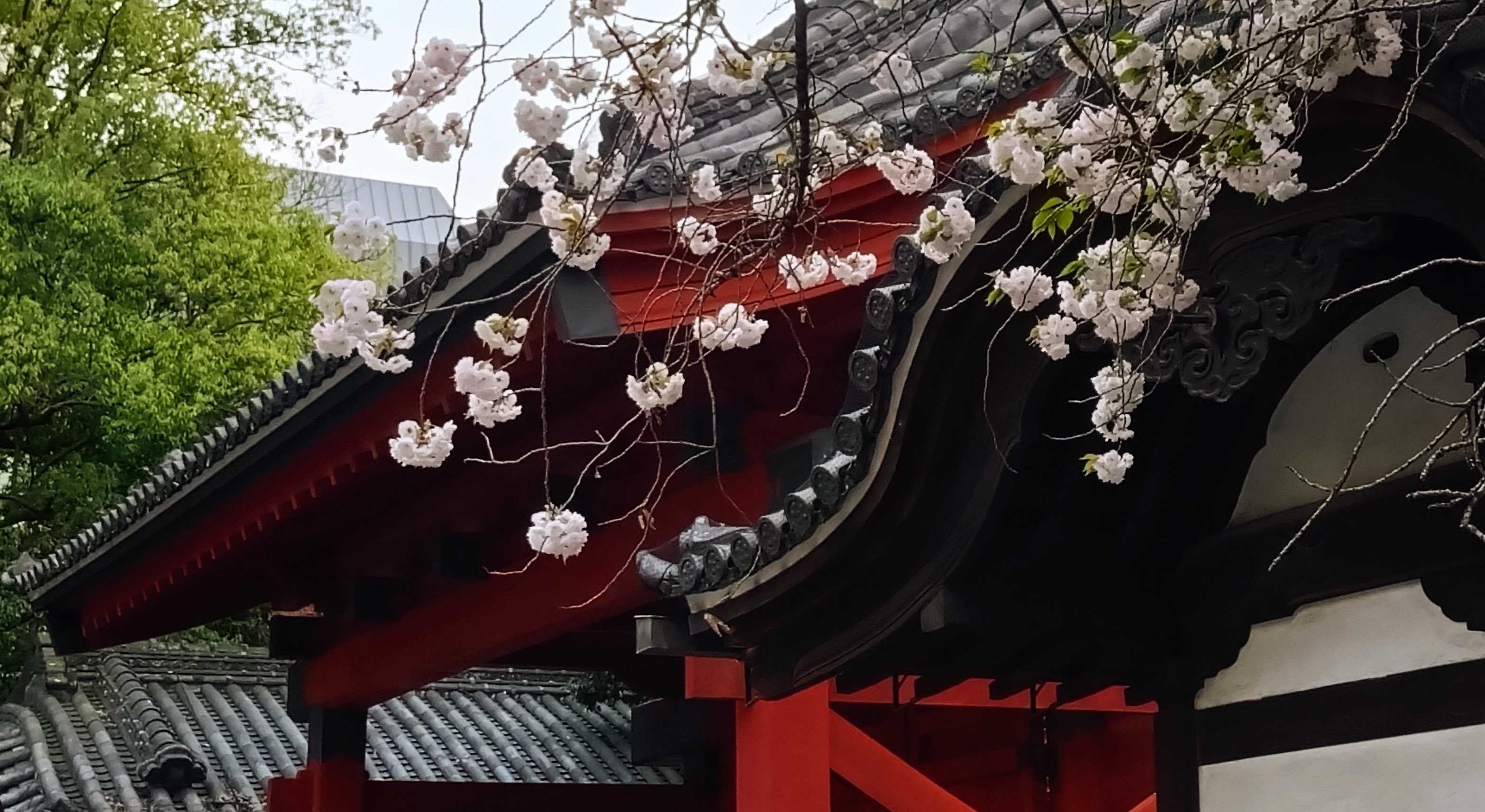 桜・赤門