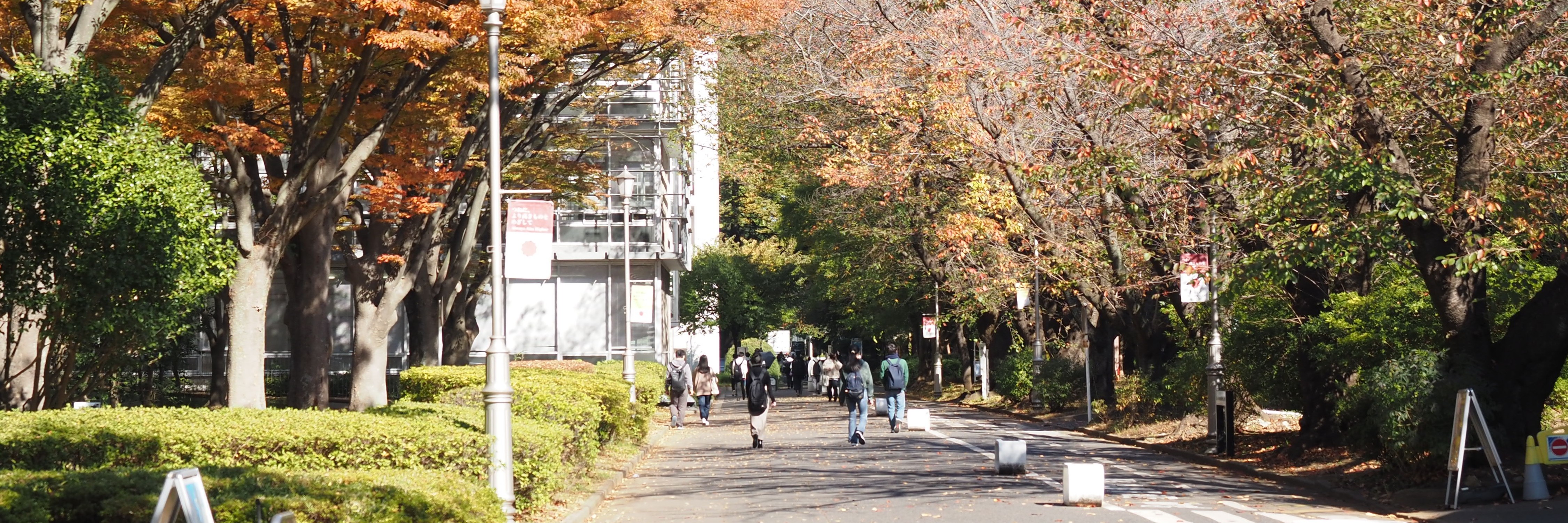 千葉大学やよい通り（秋）